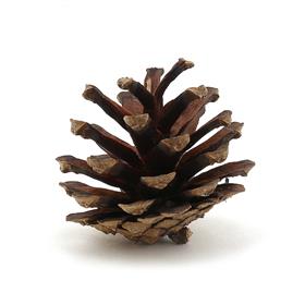 Dekoratif Doğal Kozalak 5 adet