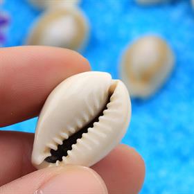 Kavrulmuş, Dekoratif Deniz Kabukları