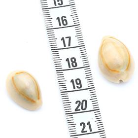 Kavrulmuş, Dekoratif Deniz Kabukları