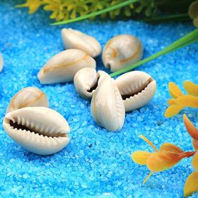 Kavrulmuş, Dekoratif Deniz Kabukları