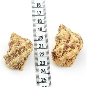 Küçük Boy Deniz Salyangozu Kabukları