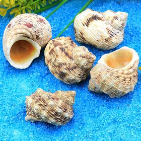 Küçük Boy Deniz Salyangozu Kabukları