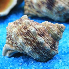 Küçük Boy Deniz Salyangozu Kabukları