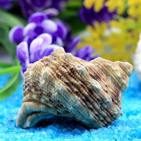 Küçük Boy Deniz Salyangozu Kabukları