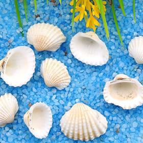 Mini Deniz Kabuğu Midye