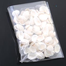 Mini Deniz Kabuğu Midye