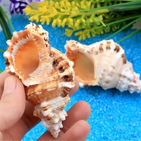 Orta Boy Deniz Salyangozu Kabukları