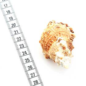 Orta Boy Deniz Salyangozu Kabukları