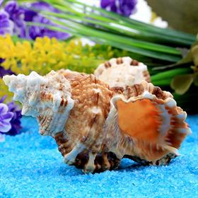 Orta Boy Deniz Salyangozu Kabukları