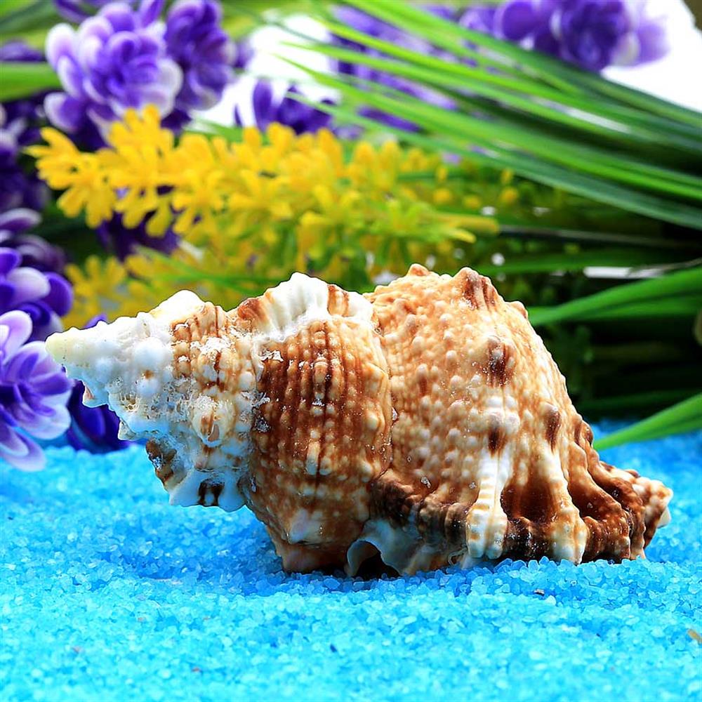 Orta Boy Deniz Salyangozu Kabukları