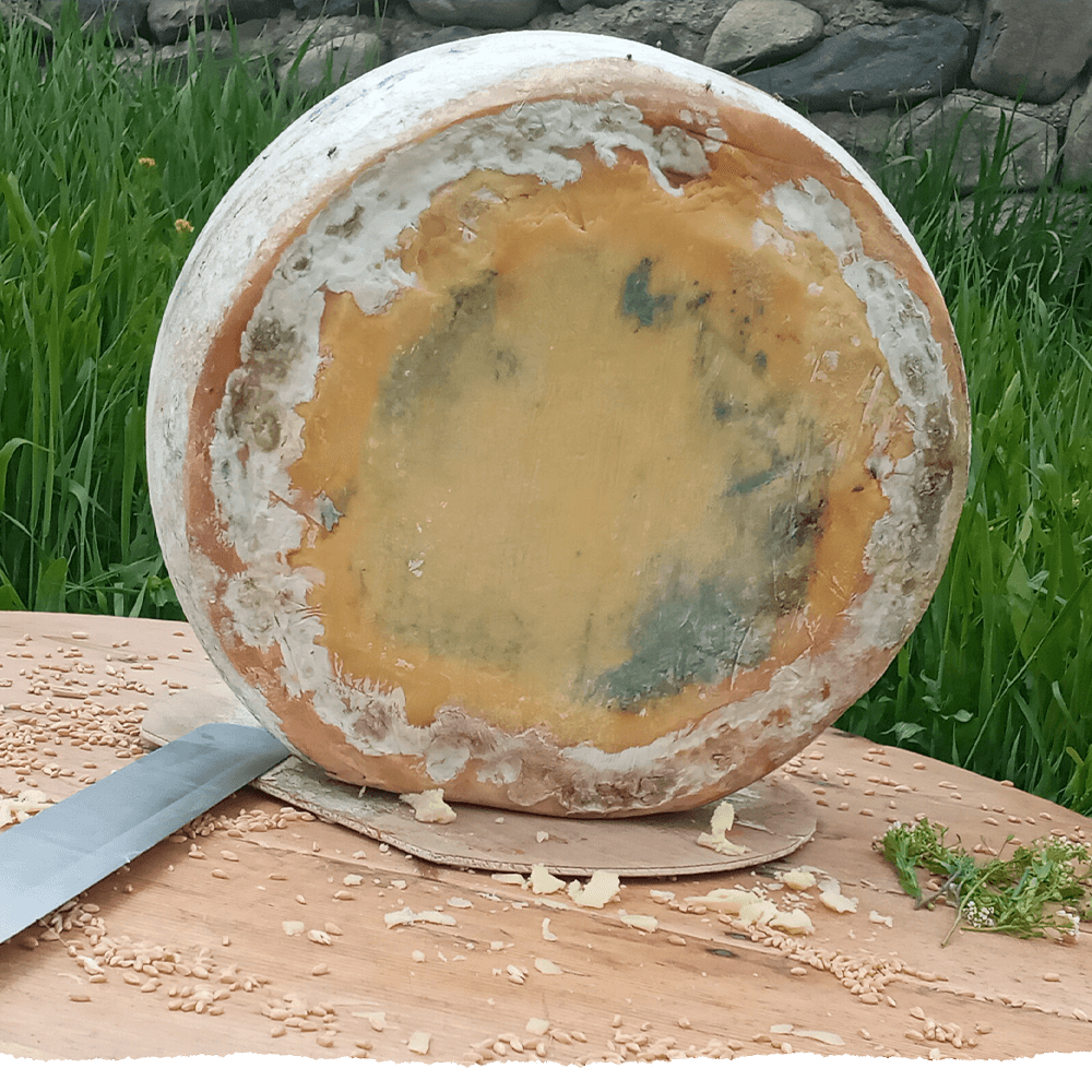 KARS ESKİ KAŞAR PEYNİRİ TEKER 12-13KG