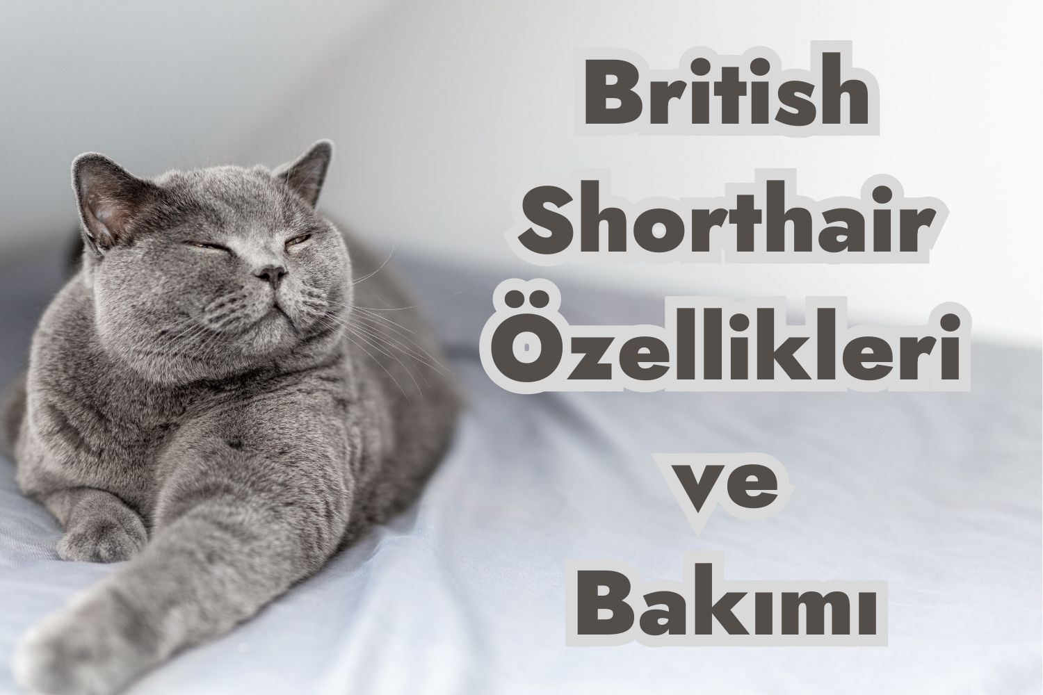 British Shorthair Kedisi Özellikleri ve Bakımı