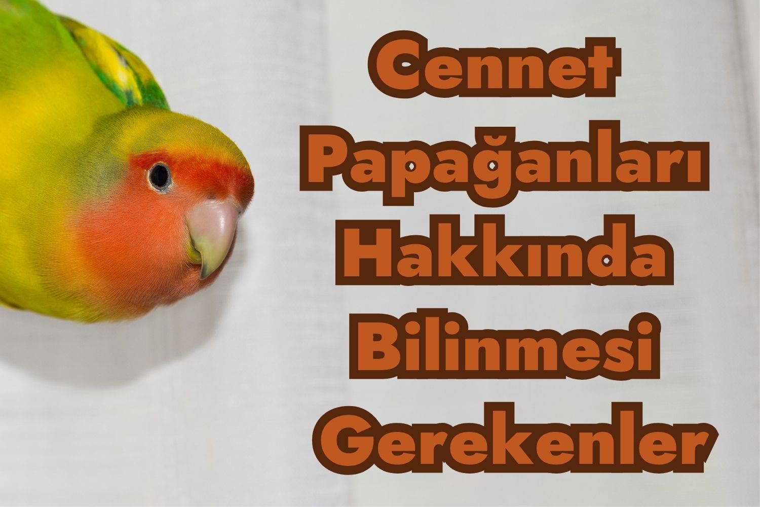 Cennet Papağanları Hakkında Bilinmesi Gerekenler