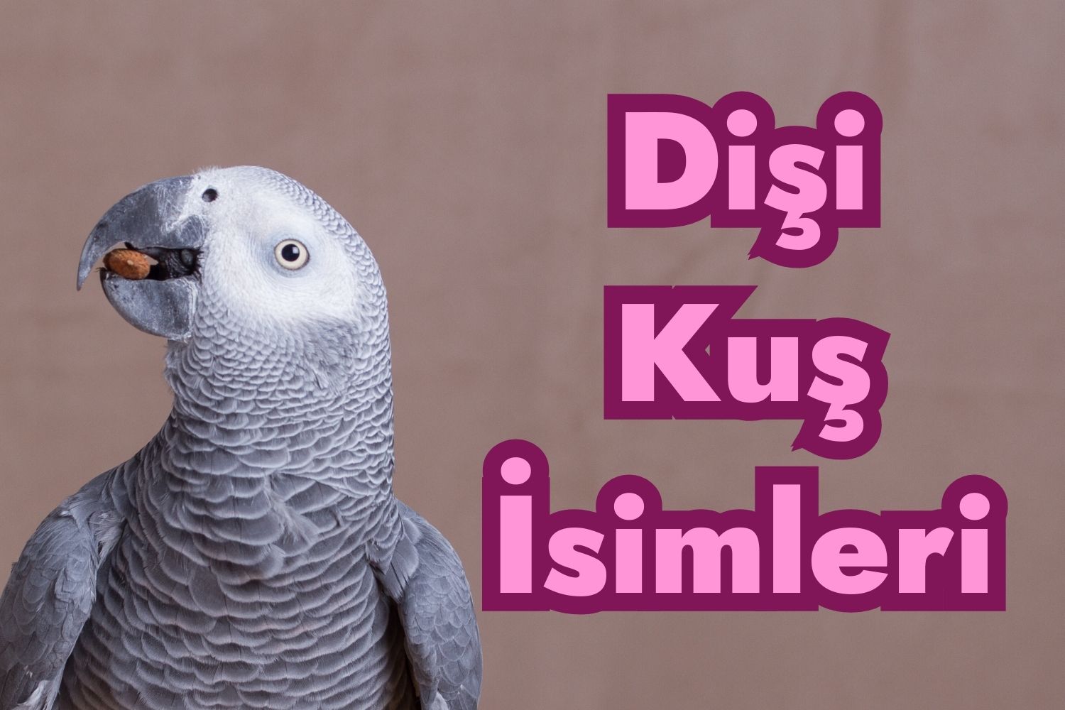 Dişi Kuş İsimleri