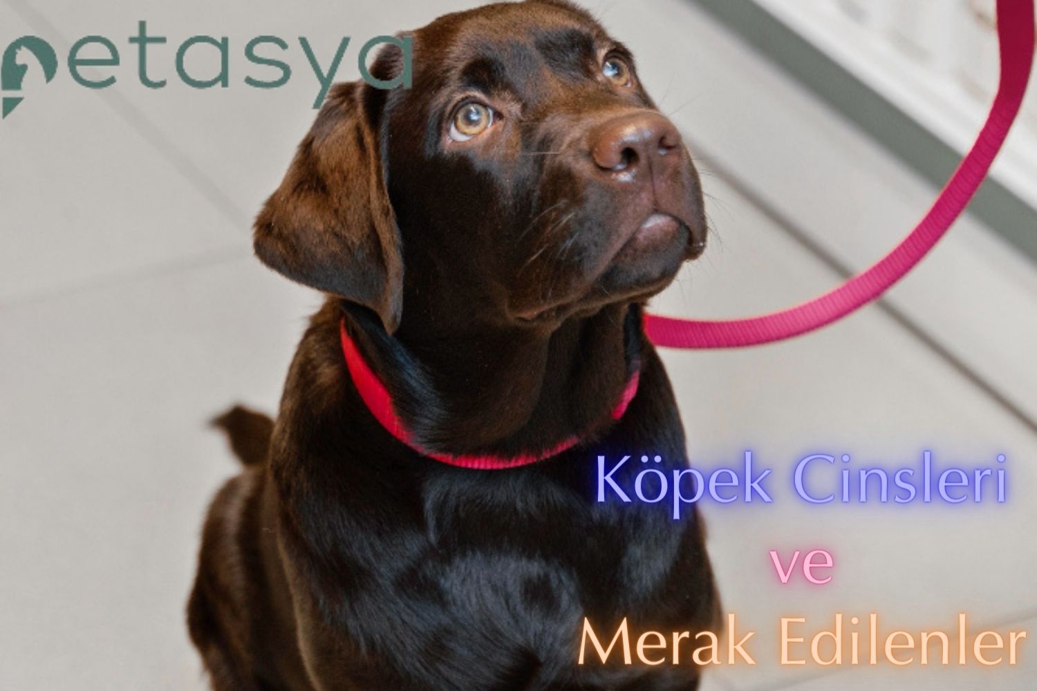 En Popüler Köpek Cinsleri ve Merak Ettikleriniz