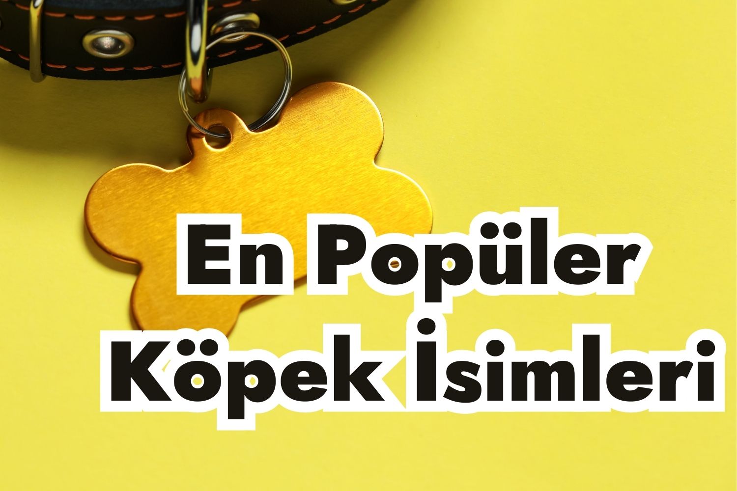 En Popüler Köpek İsimleri