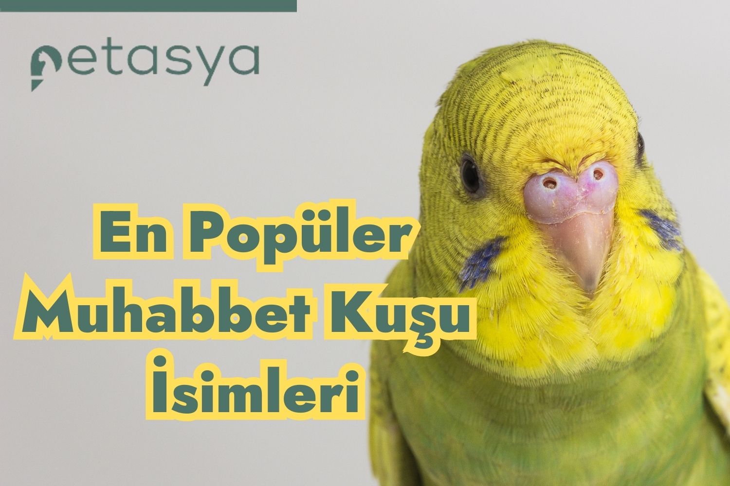 En Popüler Muhabbet Kuşu İsimleri