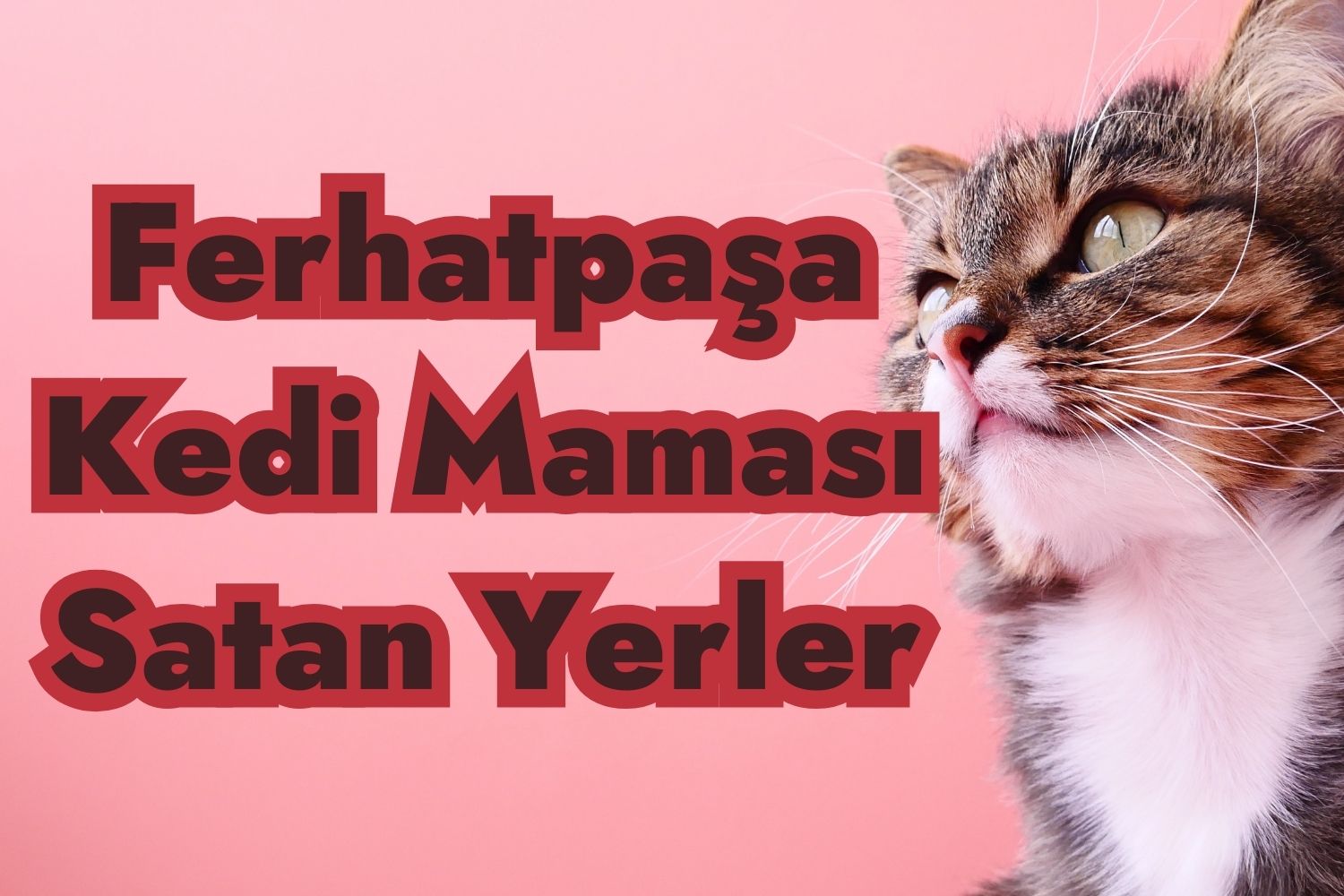 Ferhatpaşa Kedi Maması Satan Yerler