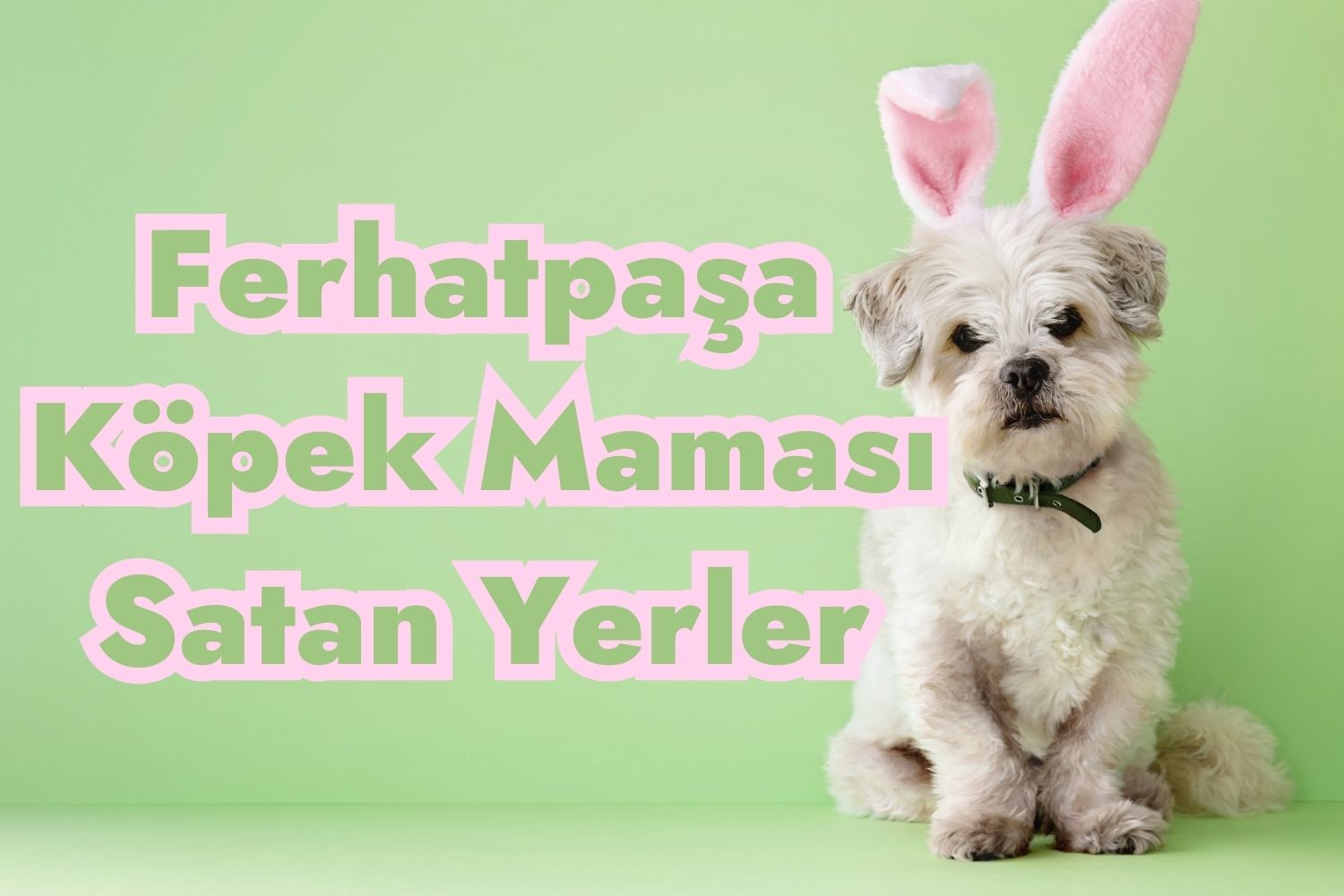 Ferhatpaşa Köpek Maması Satan Yerler