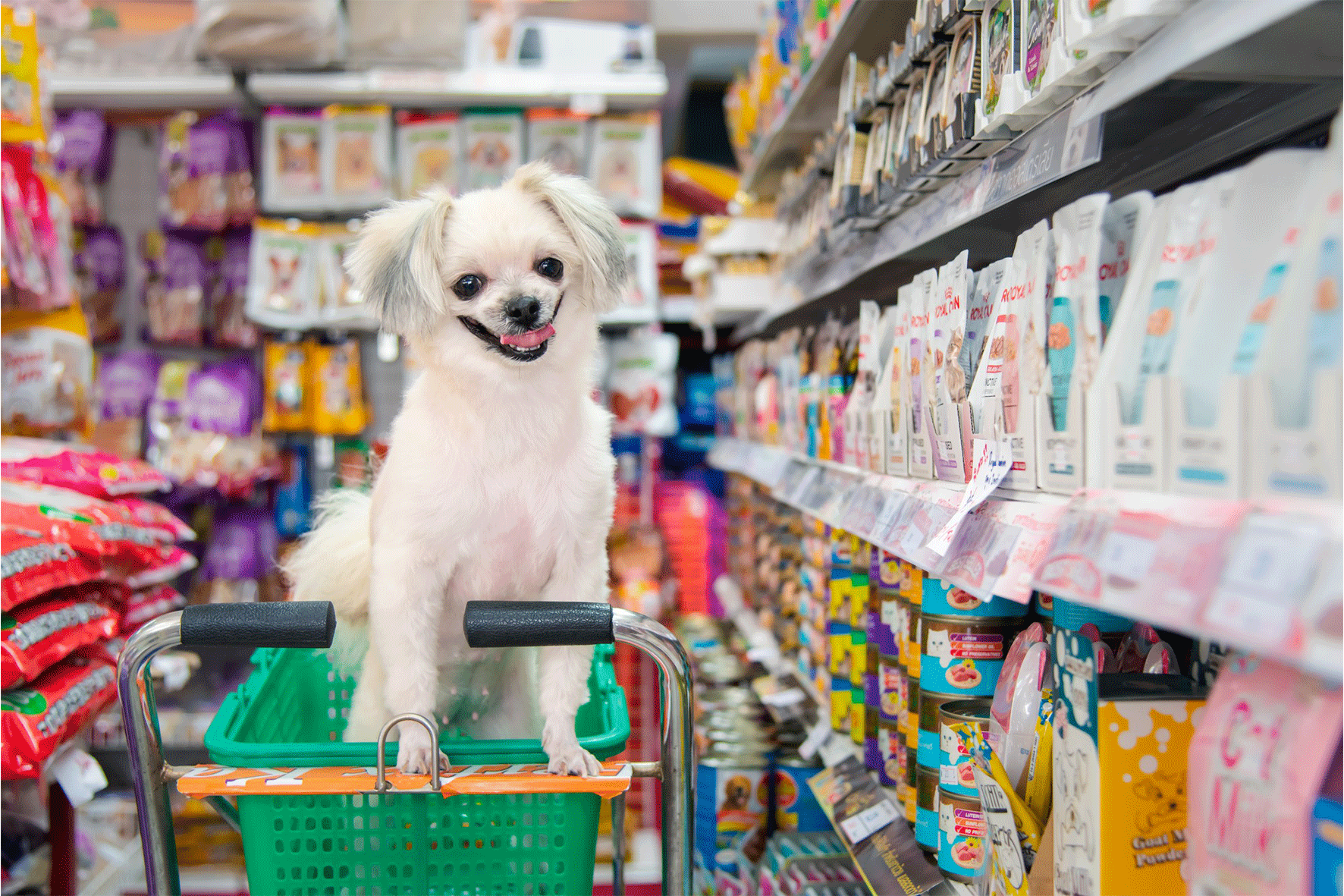 İstanbul’un En Büyük Petshopları
