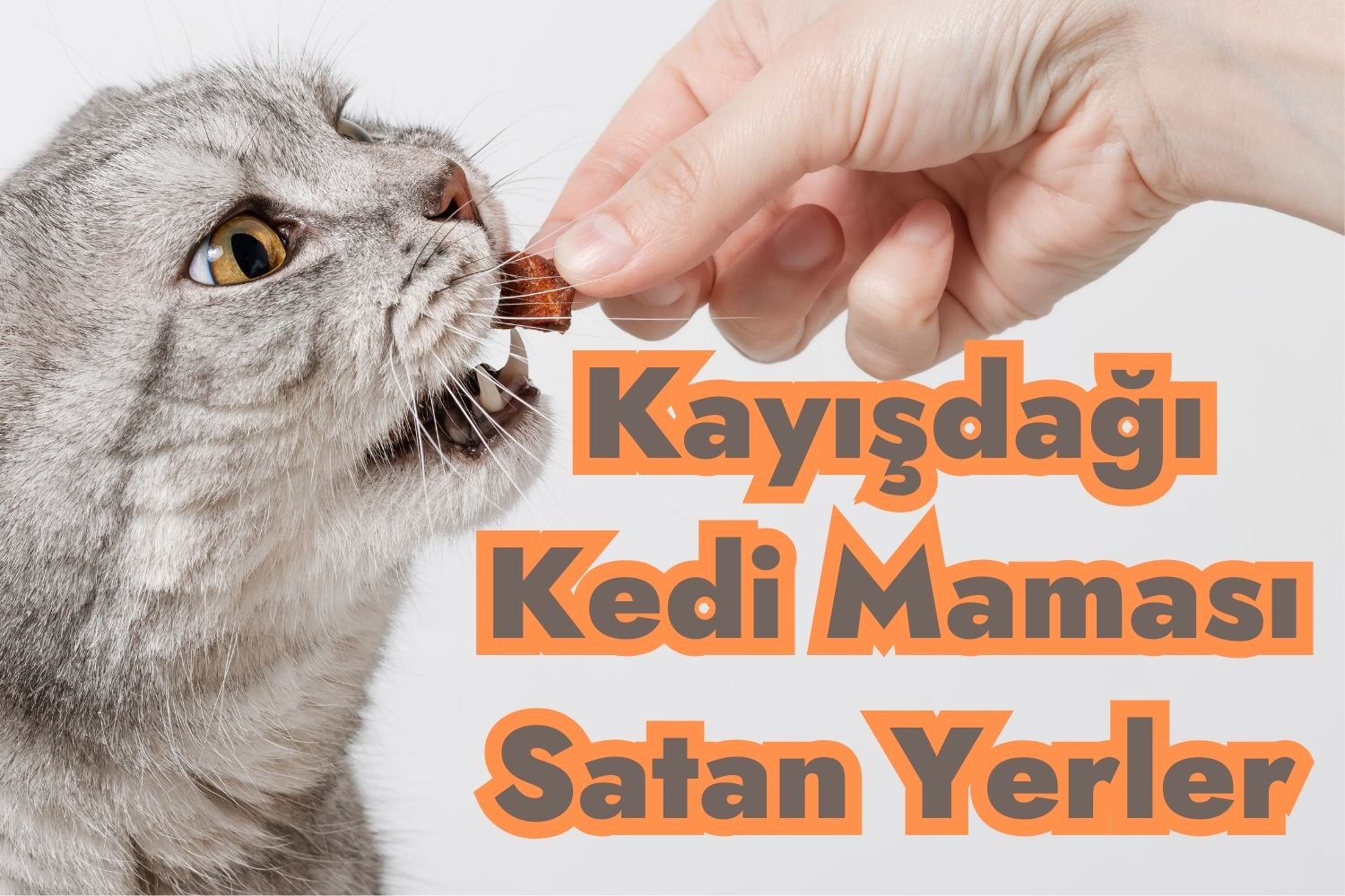 Kayışdağı Kedi Maması Satan Yerler