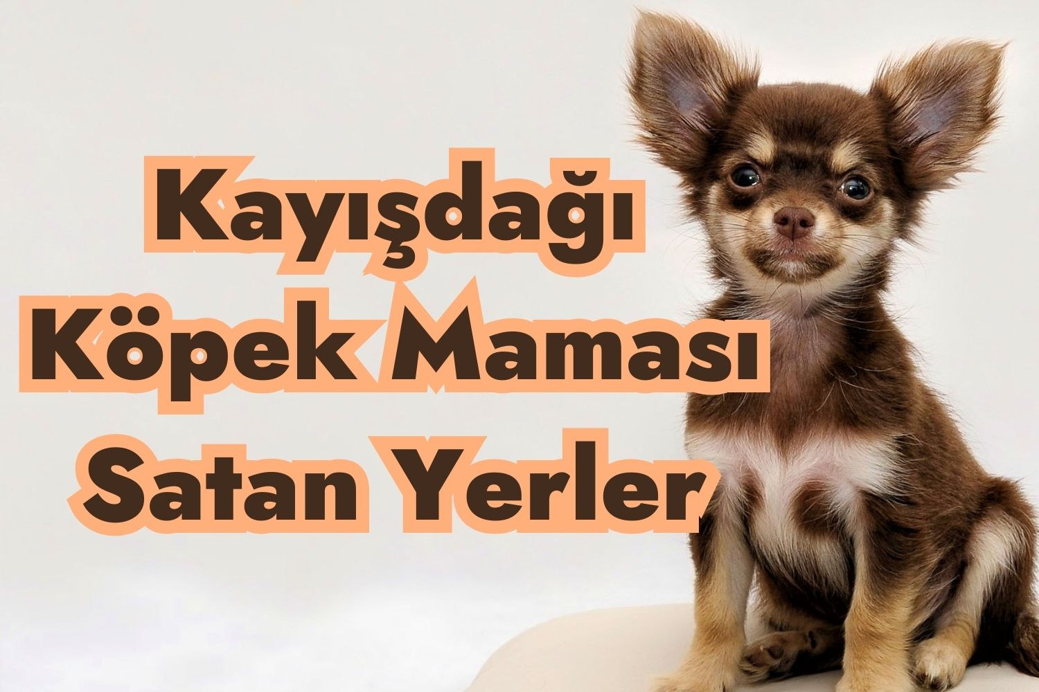 Kayışdağı Köpek Maması Satan Yerler