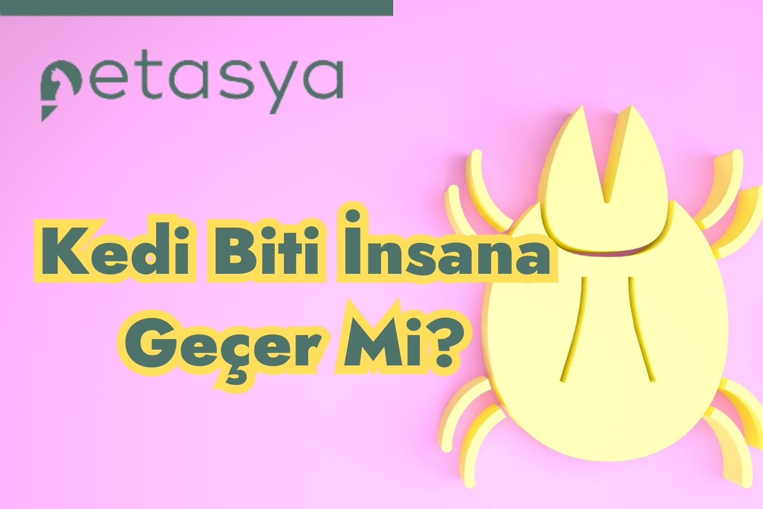 Kedi Biti İnsana Geçer Mi?