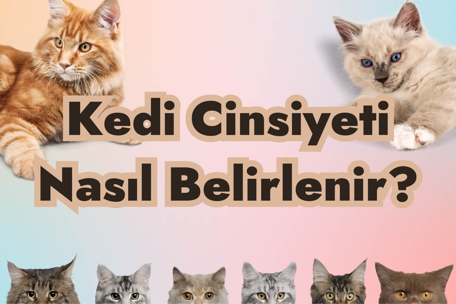 Kedi Cinsiyeti Nasıl Anlaşılır?