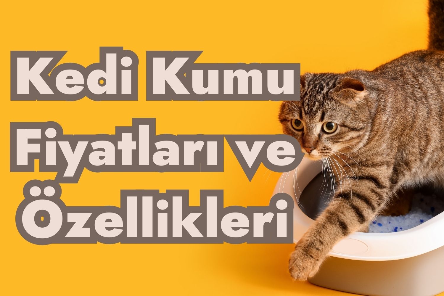 Kedi Kumu Fiyatları ve Özellikleri