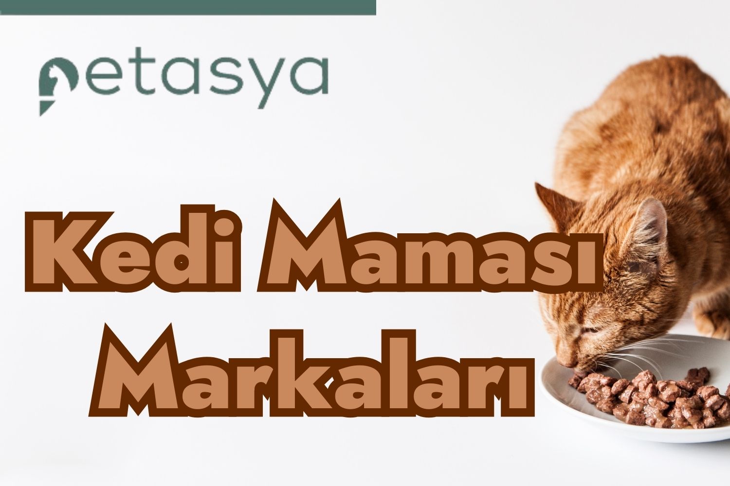 Kedi Maması Markaları: Minik Dostlarımız İçin En İyi Seçenekler