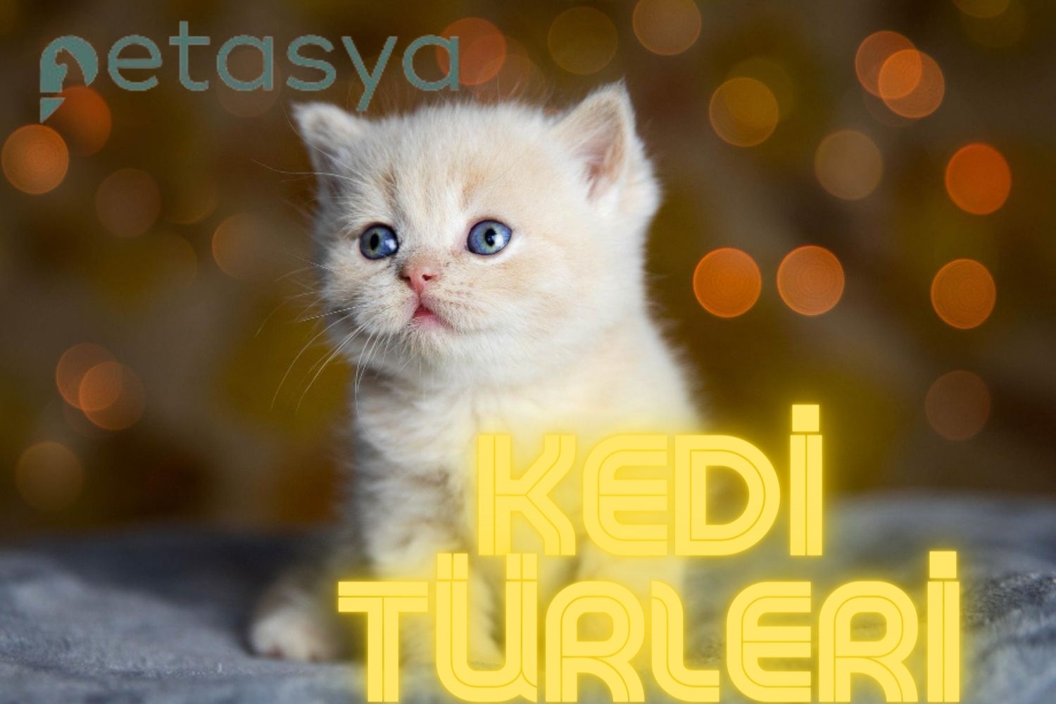 Kedi Türleri Nelerdir?