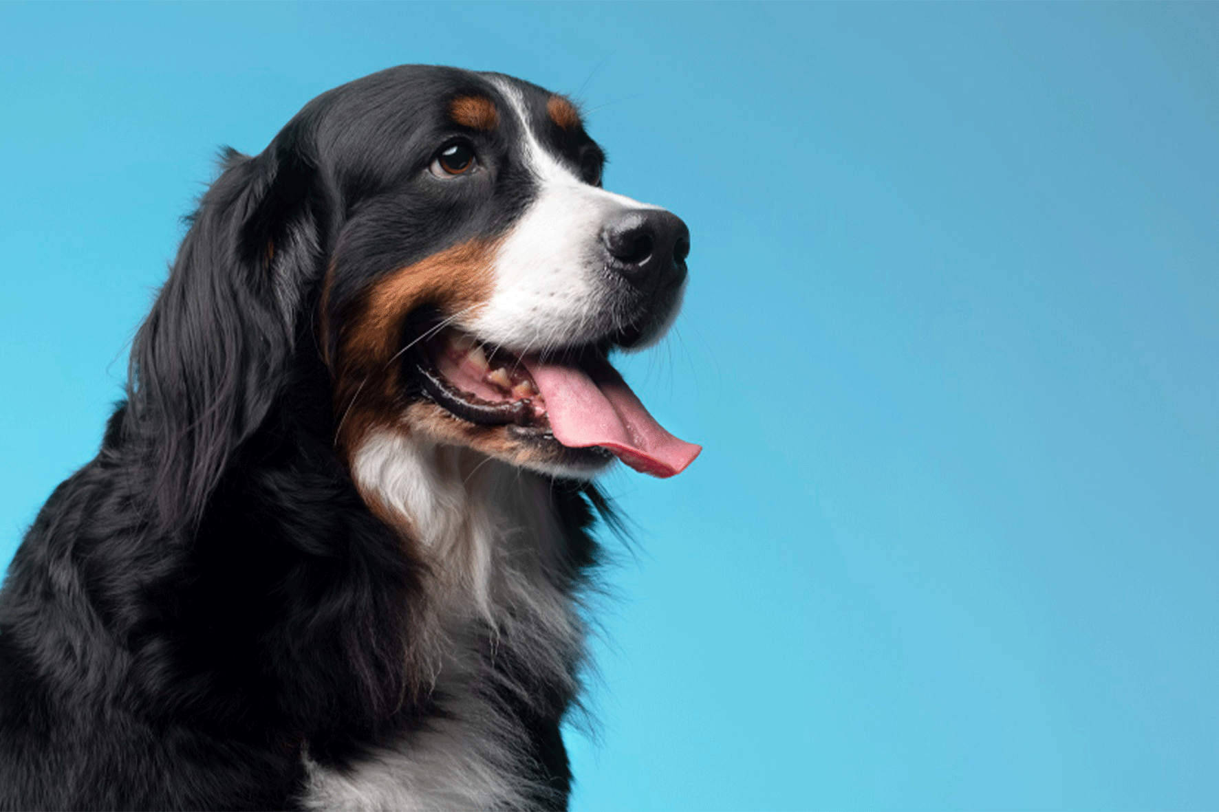 Köpeğiniz İçin Doğru Beslenme Düzeni Nasıl Olmalı?