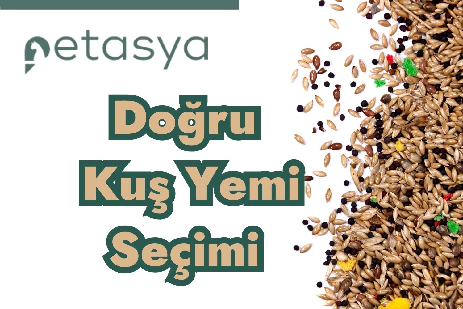 Petasya ile Doğru Kuş Yemi Seçimi