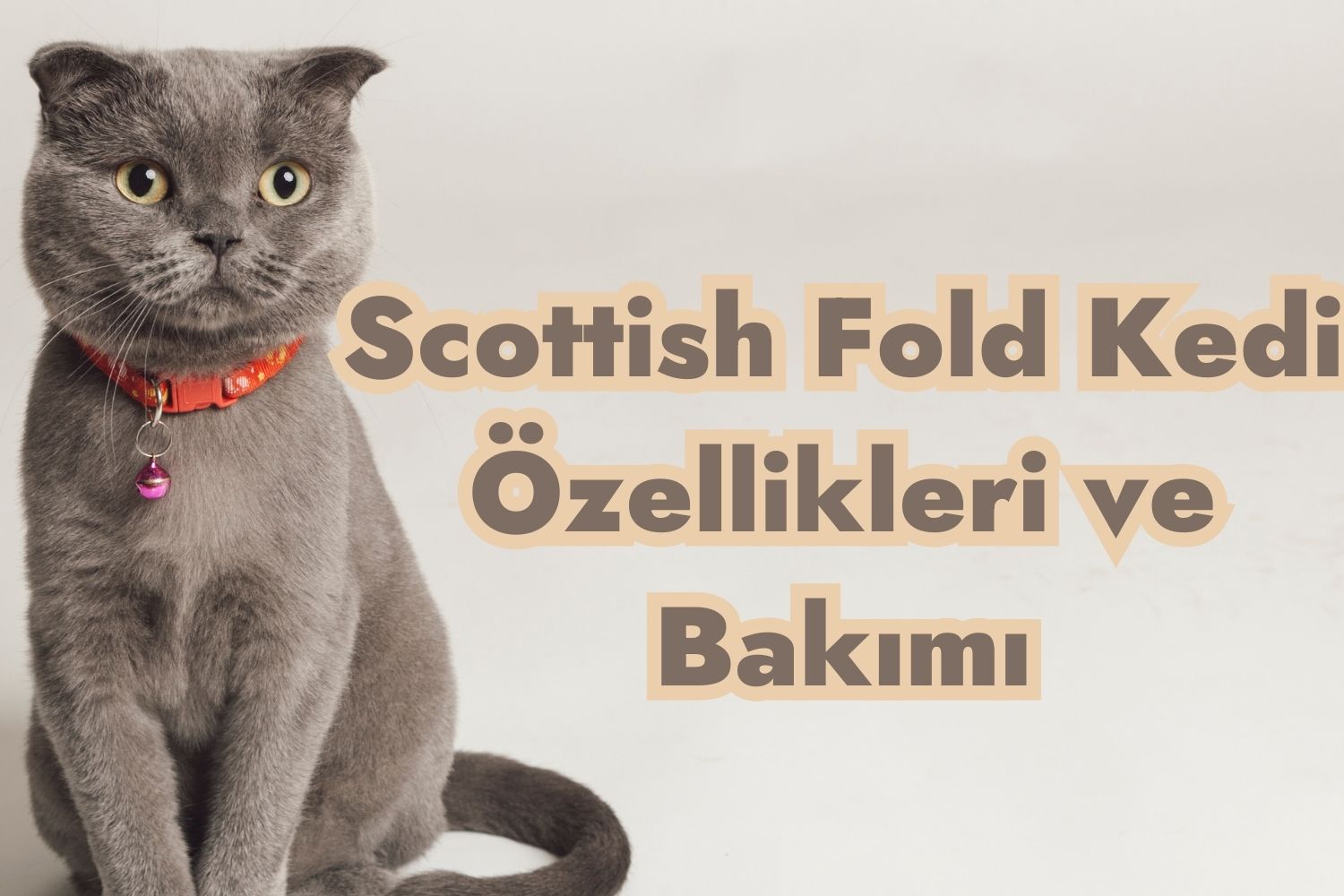 Scottish Fold Kedi Özellikleri ve Bakımı