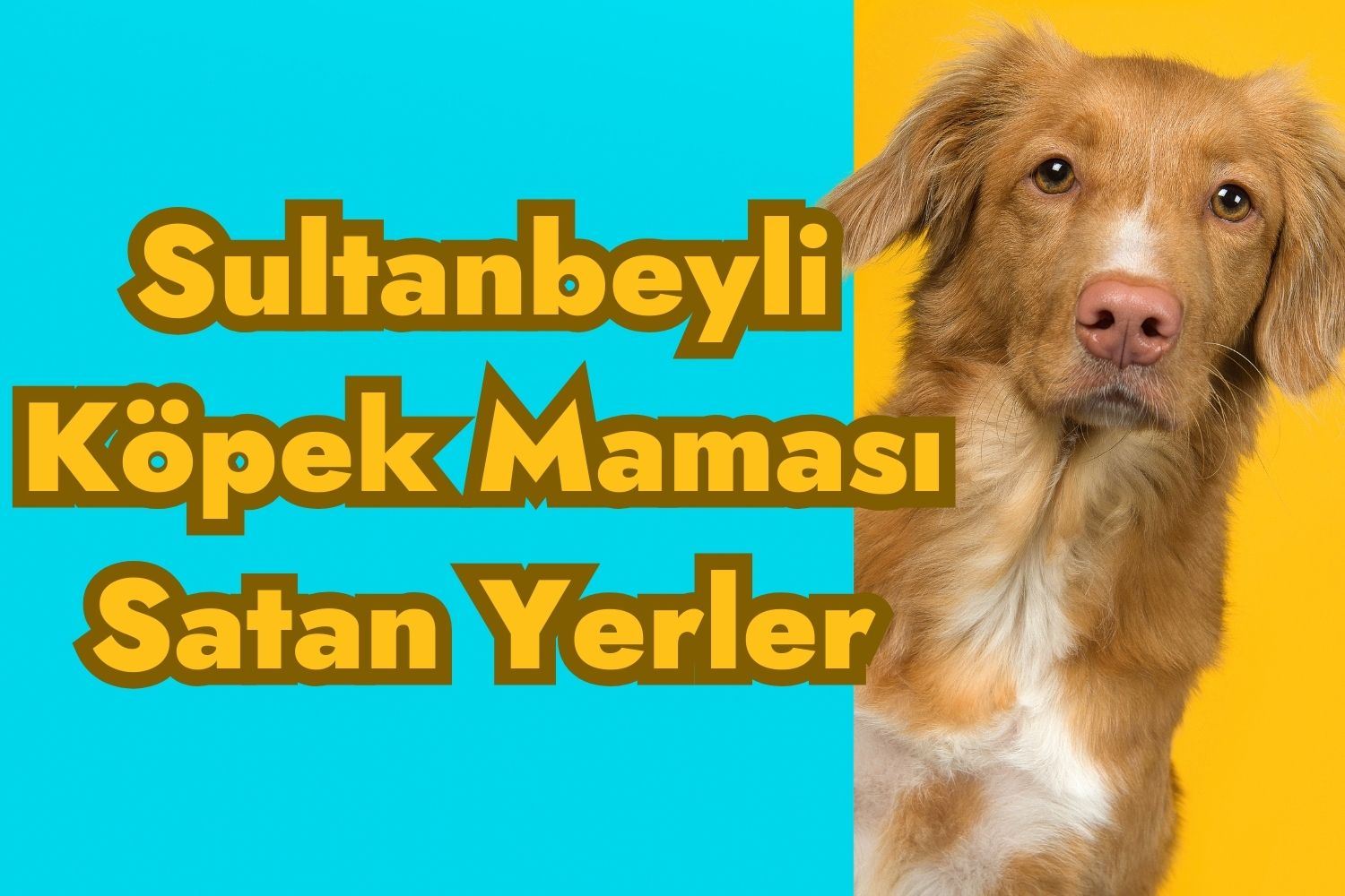 Sultanbeyli Köpek Maması Satan Yerler