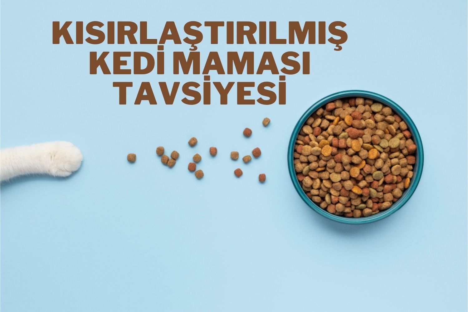 Uzmanından Kısırlaştırılmış Kedi Maması Tavsiyesi