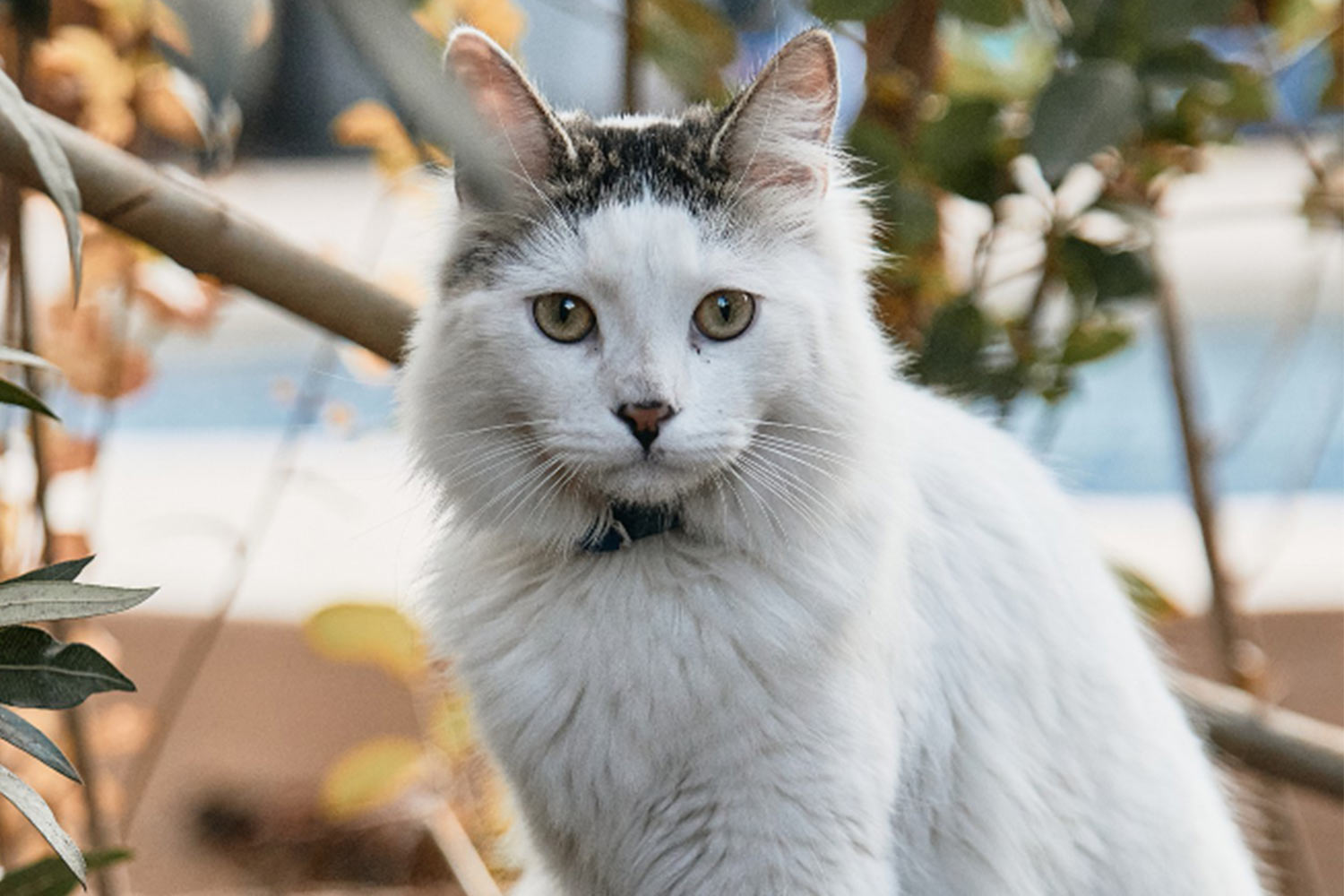 Uzun Tüylü Kedi Türleri