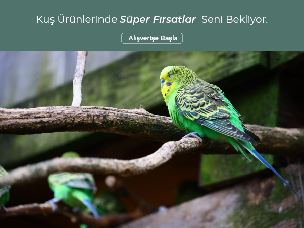Kuş /m4.svg