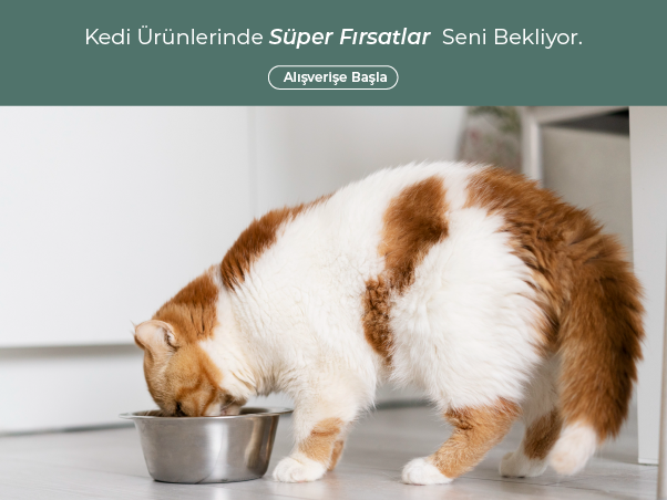 Kedi /m1.svg