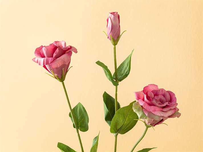 Deluxe Roses #  72 cm Fuschia