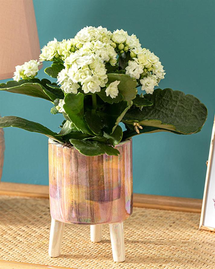 Ghiveci pentru flori, Bright, ceramică, 10,2x10,2x14,6 cm, multicolor