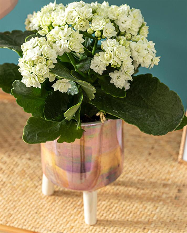 Ghiveci pentru flori, Bright, ceramică, 10,2x10,2x14,6 cm, multicolor