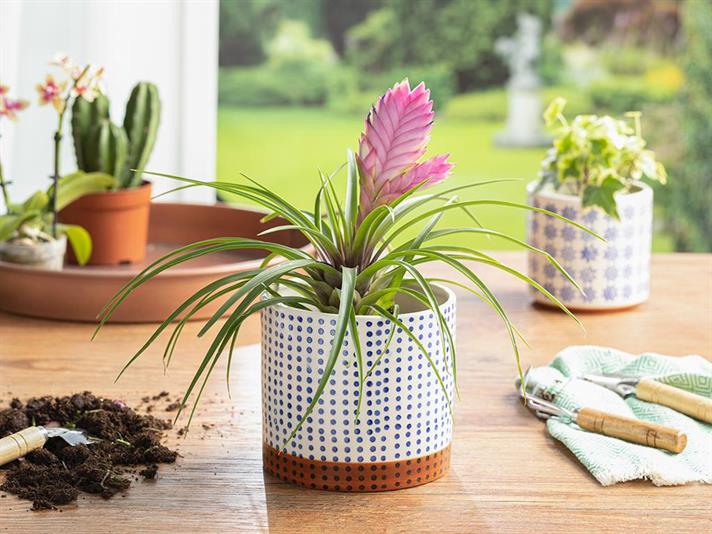 Ghiveci pentru flori, Glam Dots, ceramică, 15x15x13.2 cm, bleu