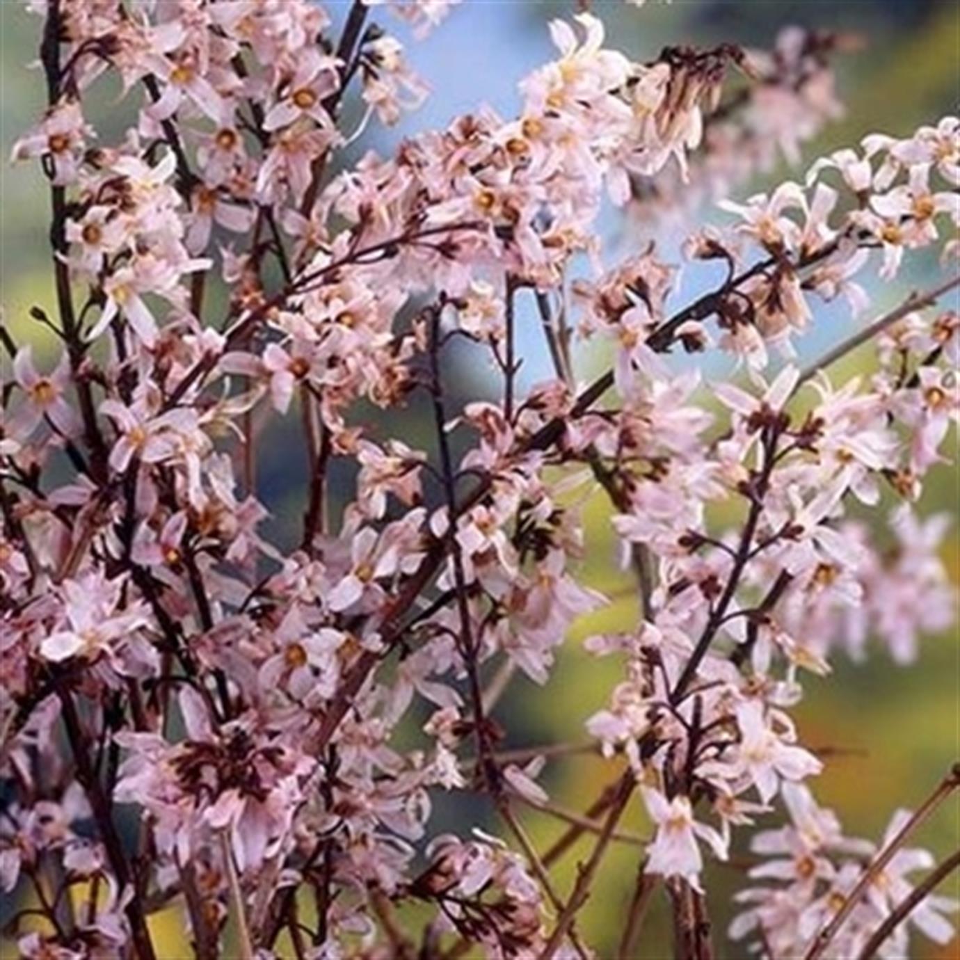 ABELİOPHYLLUM DİSTİCHUM (WHİTE FORSYTHİA) FİDANI
