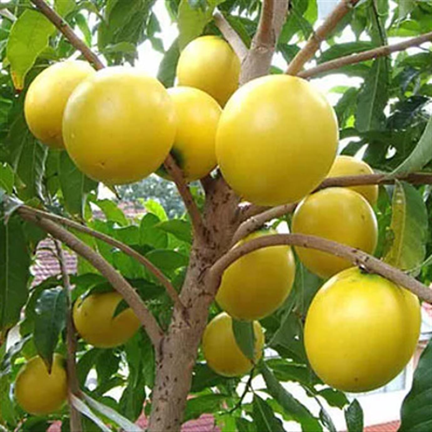 ABİU (POUTERİA CAİMİTO) FİDANI