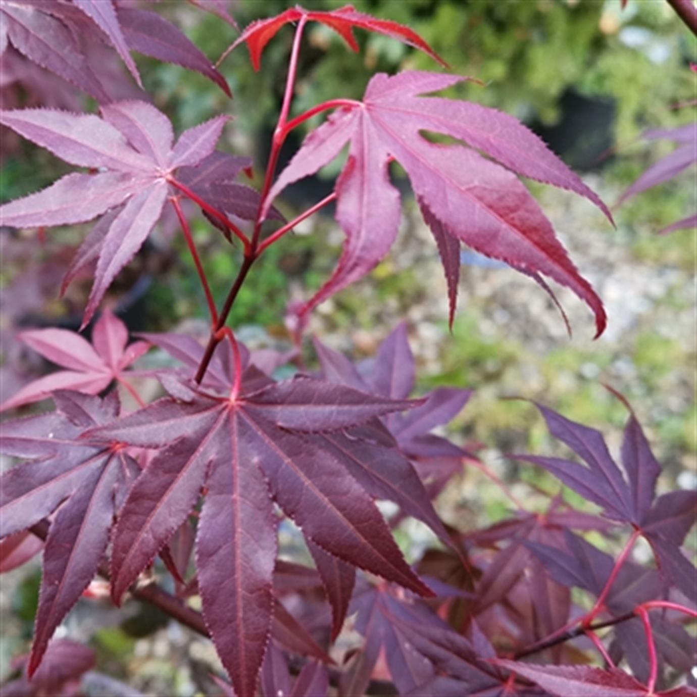 ACER PALMATUM ''ATROPURPUREUM'' FİDANI