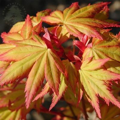ACER PALMATUM ORANGE DREAM FİDANI