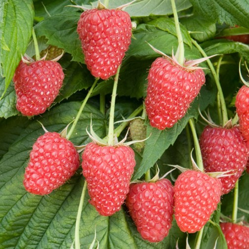 AHUDUDU-RUBUS İDEAUS FİDANI