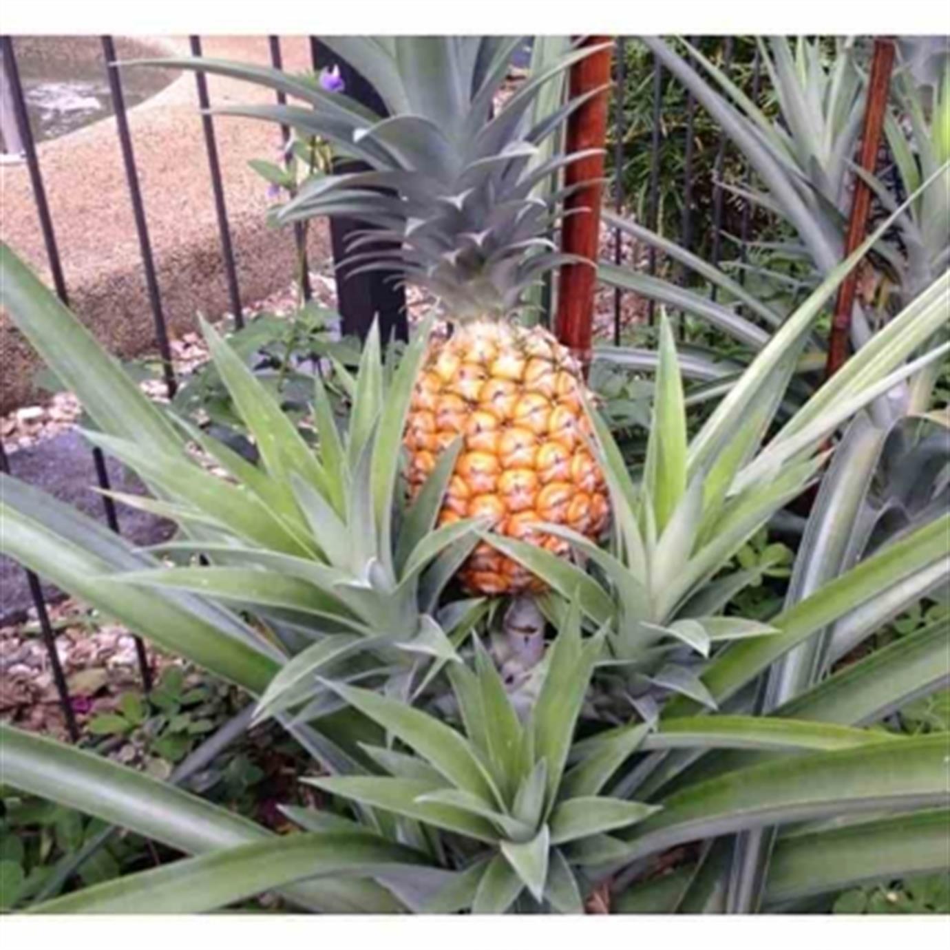 ANANAS MEYVESİ (PİNE APPLE) FİDANI
