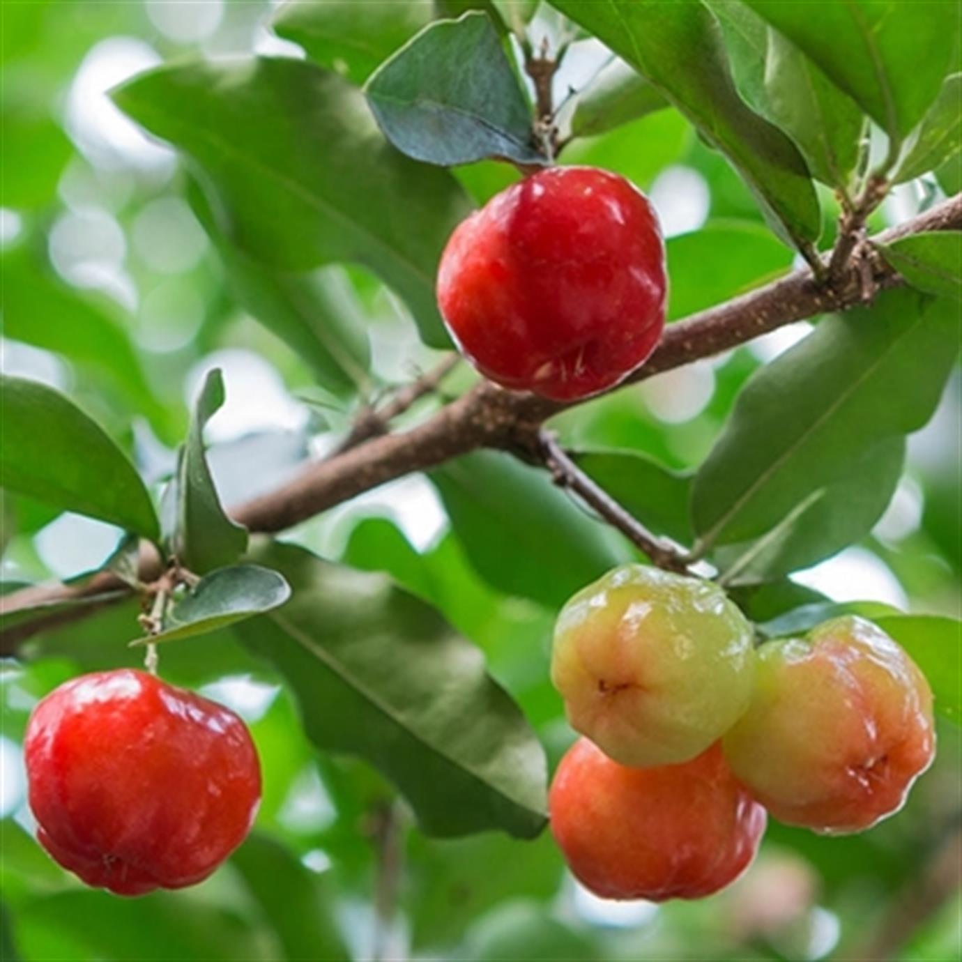 BARBADOS KİRAZI (ACEROLA) FİDANI